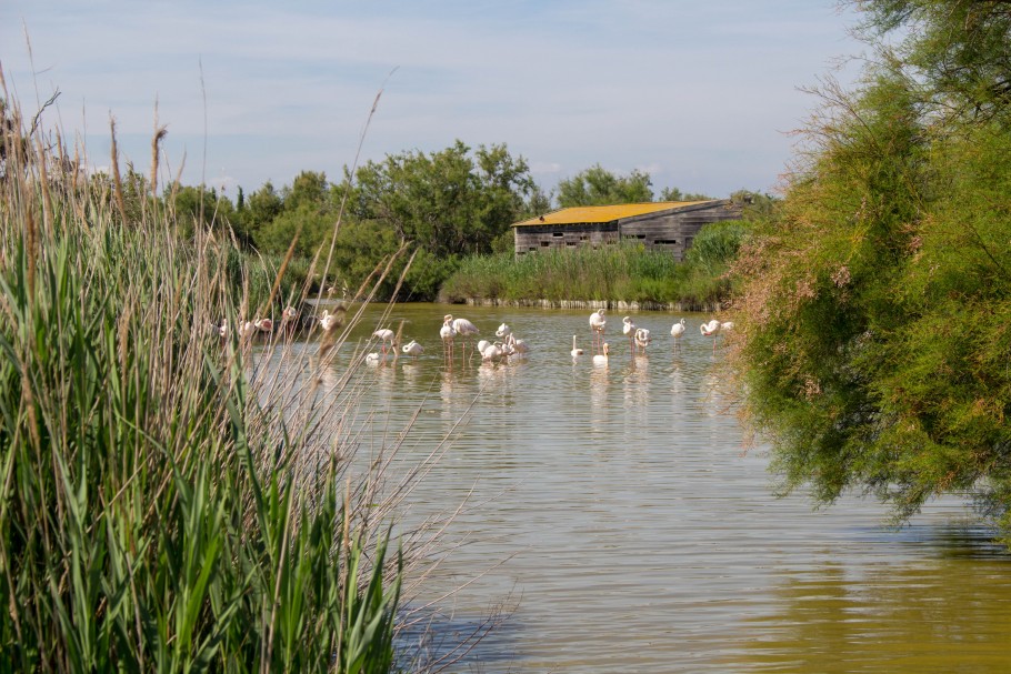 quand visiter le parc ornithologique du Pont de Gau ?