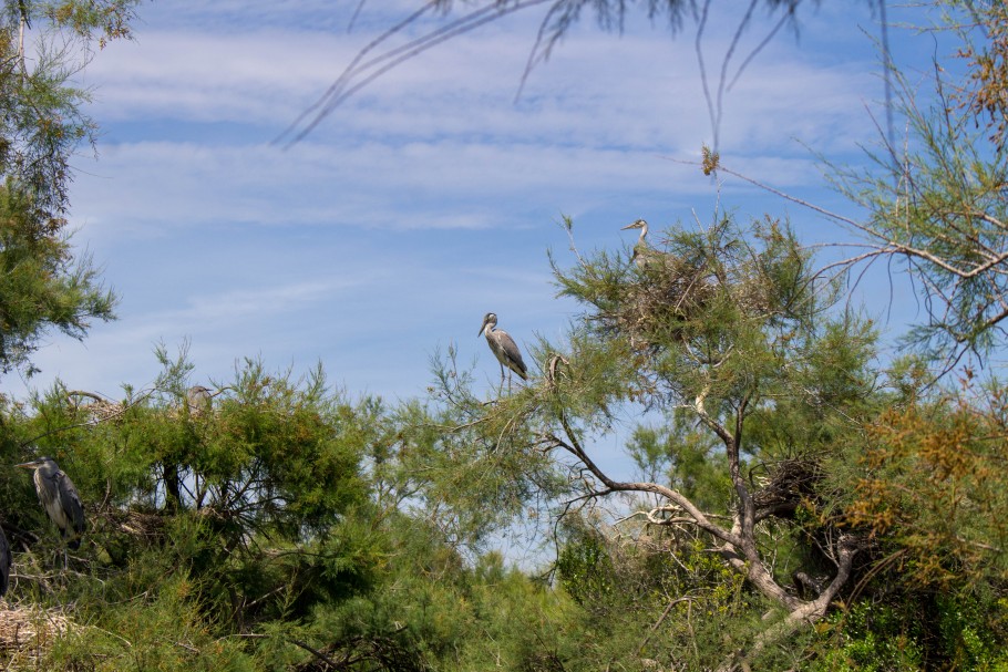 quand visiter le parc ornithologique du Pont de Gau ?