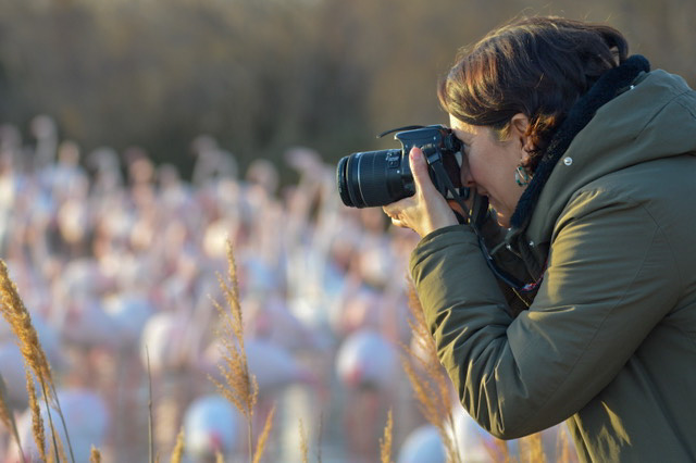 quand visiter le parc ornithologique du Pont de Gau ?