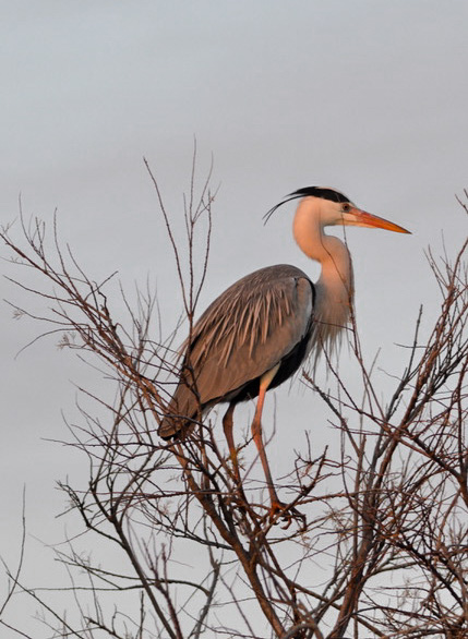 quand visiter le parc ornithologique du Pont de Gau ?