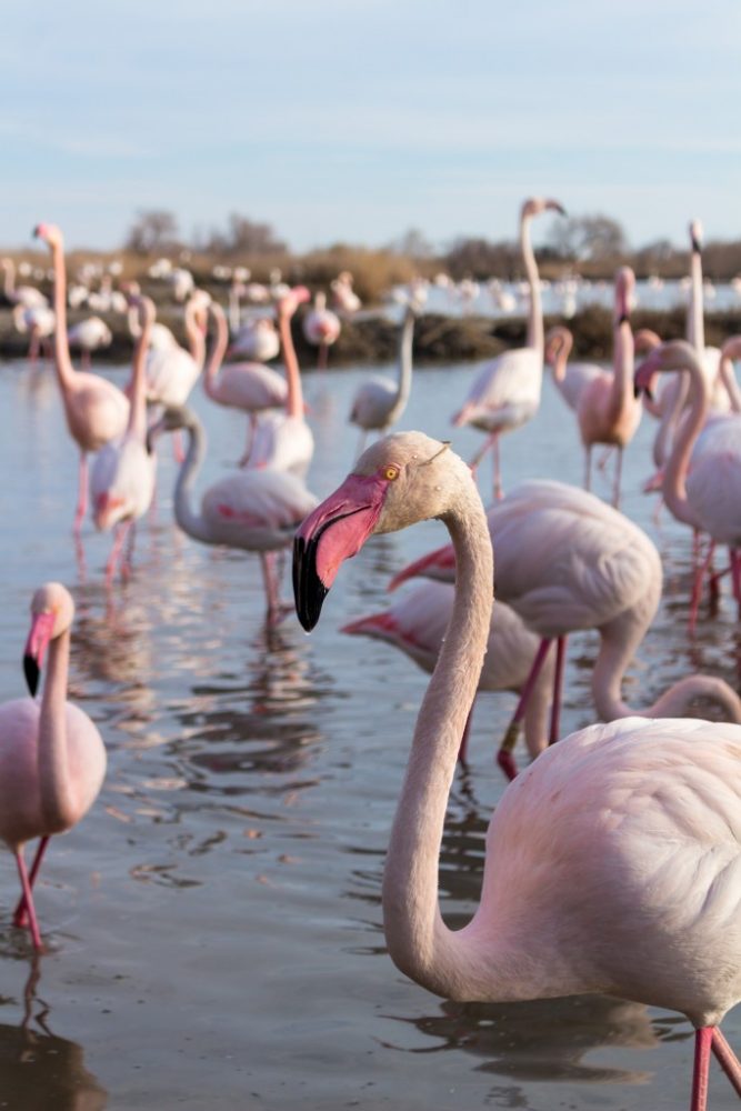 quand visiter le parc ornithologique du Pont de Gau ?