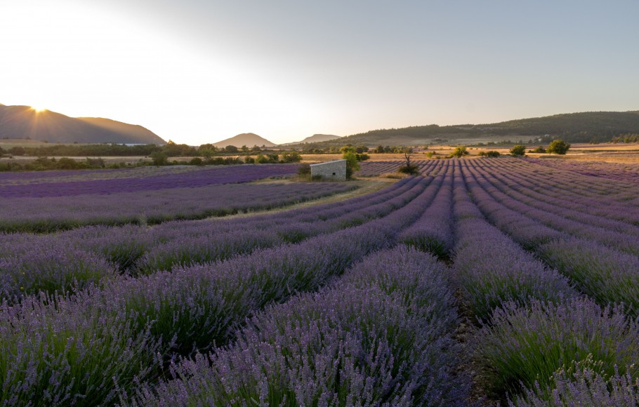 le plateau d'Albion