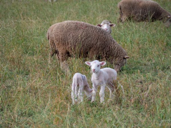week-end en Camargue
