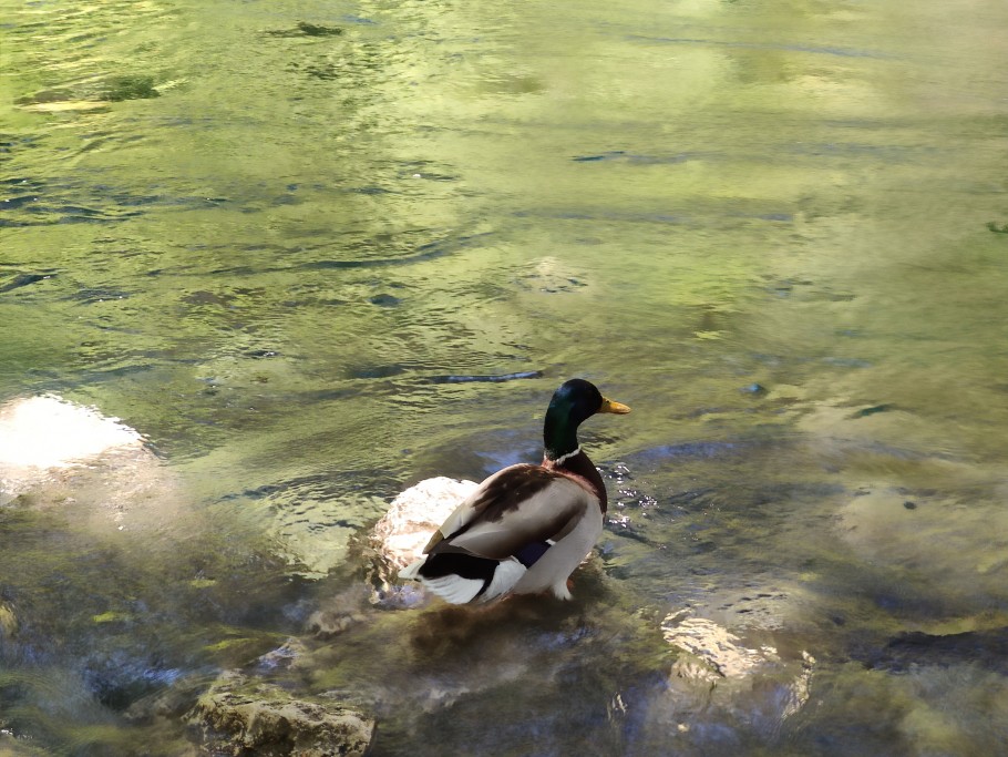 fontaine de vaucluse paysage