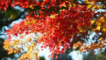 Momiji Koyo Carpentras